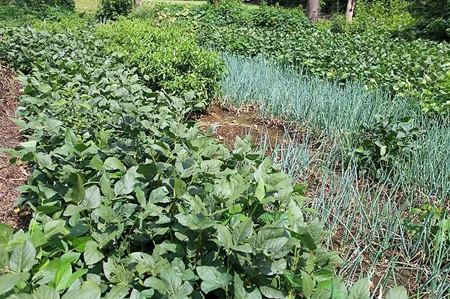 Country house Ggotmuche Pension Jeju